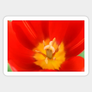 Tulipa  &#39;Sky High Scarlet&#39;   Single Late Tulip Sticker